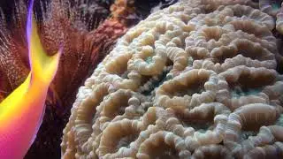 Caulastrea