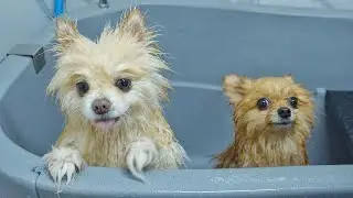 Dogs Enjoying Their Day at Luxury Spa