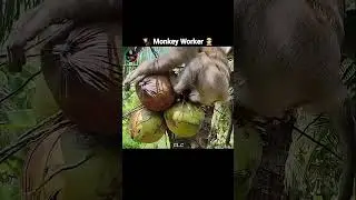Monkey Workers 🐒👷🏻&zwj;♂️ || #shortsfeed #facts #shorts #youtubeshorts #trending #monkey
