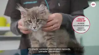Kitten tutorial - Your kitten's first visit to the vet