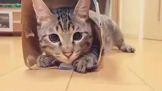 Kittens like to drill holes🥰