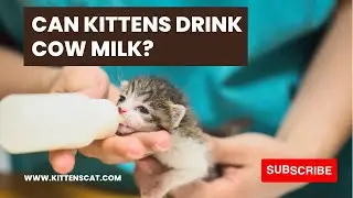 Can Kittens Drink Cow Milk?