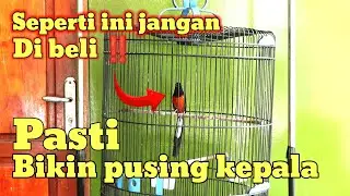 Ciri Ciri muraibatu tidak layak untuk Lomba ‼️