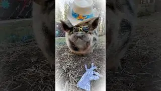 The pig in the mirror #pig #winston #winstonthepig #minipig #trending #trendingshorts #music