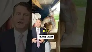 Is it legal to own exotic pets in Texas? Let me explain #Lawyer #ExoticAnimals #Kangaroo #Learn