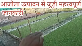 अजोला घास की पूरी जानकारी | Azolla | अजोला - अझोला | Azolla farming for poultry | Poultrywala |