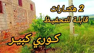 2025/5/3 : أرض ملكية بشهادة إدارية 2 هكتارات، كوري كبير ، الزيتون و لخروب و اشجار مختلطة: 0652902061