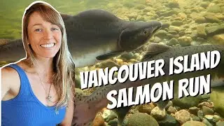 BC Salmon Run | Where to see the Salmon Run (Chinook & Pink Salmon) | Stamp Falls Fishway