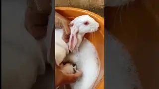 Rabbit/bunny bathing🐇🌿 rabbit grooming🐰💦 #shorts #rabbit