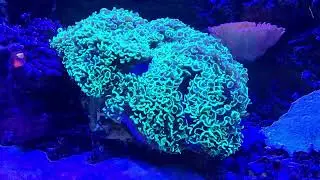 Walt Disney World EPCOT Living Seas sealife OCT 30, 2025