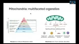 Rare Disease Day 2025 -MIHRA Spotlight on Mitochondria: Mitochondria Targeted Therapeutics Dr Naddaf