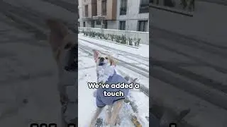 Puppy Snow Day!! #cute #pets #fyp #viral #friends #puppies #playtime #snow #short
