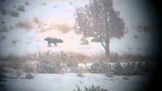 Canyon Wolf pack near Mammoth  Hot Springs