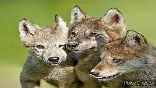 WHAT'S THE DIFFERENCE BETWEEN A WOLF AND A FOX?