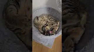 #япония #жизньвяпонии #animals #homeanimals #catfunny