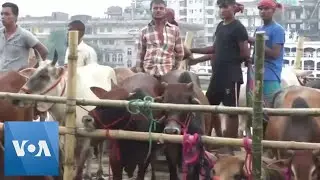 Bangladeshi Muslims Buy Cattle Ahead of Eid al-Adha Festival