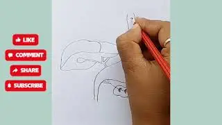 How To Draw Kidney With Pancreas Diagram//Kidney Diagram Class10//NCERT Diagram @RohanArt0927 
