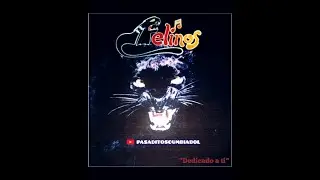 los felinos de bolivia ft javier monje - sin corazon(1995)