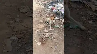 Desi dog video #4kviral #doglover #dogvtuber #viralvideo #animals #pawsvtuber #furtuber #cute