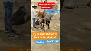 Nervical disease treatment #trending #viralvideo #animals #nervical#treatment #shorts #ringtone 🐕🐪🦬💉