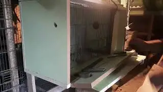 Muhabbet kuşu üretim kafes yapımı /Tahta kuş kafes yapımı /ultra büyük mdf üretim kafesi