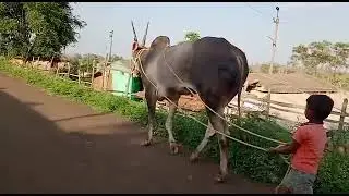 Incredible Hallikar Stud Bull Massive Walking