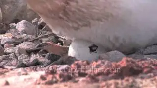 Port Lockroy, Antarctica: The Last Job on Earth