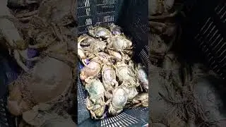 Market Price of Live  Crab 🦀 #amazingfacts