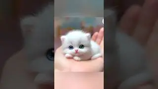 Cute cats pic 😻😻#cute dp#cat #baby