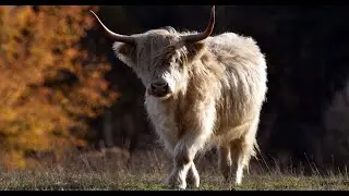 The cattle, cow, ox, calf - photo slideshow