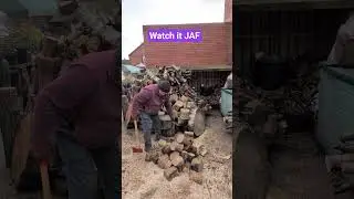 Chopping wood 🪓🪵 with jafthegardener in his #yard #yardwork #axe #work #workout #beard