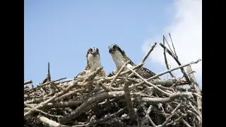 Osprey&rsquo;s southern Michigan comeback a team effort