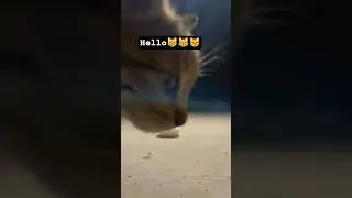 Camera check by kitten, boss entry by mom 🐱🥛#viral #cat #youtubeshorts #love #viralvideos #viral
