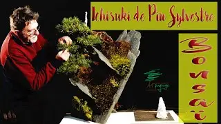Ishisuki avec un pin sylvestre #bonsai, premi&egrave;re cr&eacute;ation de design sur un plan inclin&eacute;.