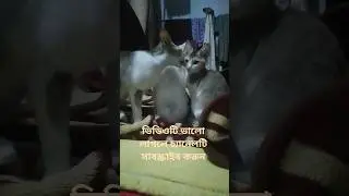 বিড়ালের আদর💏😻 funny cat videos😺#shorts #shortsfeed #viral #funnycats #funnyanimals #pets #বিড়াল