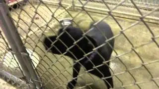 Lab (mastiff?) mix