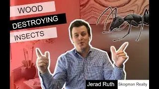 Wood Destroying Insect Inspections! (Real Estate)