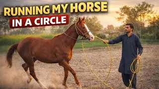 🐎🔥 This Training Changed My Horse😱