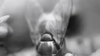 AWOL One - Why I Turned Into A Fly Again (Official Video)