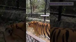 Bannerghatta National park || Jungle safari | tiger walking || Karnataka || Bangalore | wild life