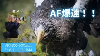 【Canon RF100-500mm F4.5-7.1 L IS USM】AF爆速！超楽しいレンズ（解説編）