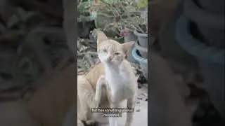 This Cat Brought Money Every Day and Reality Shocked Everyone &mdash; You Won&rsquo;t Believe!