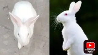 depression therepy #youtube#cat#pets