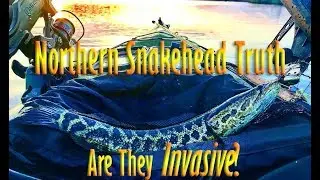 Northern Snakehead Truth: Part 1 : Are They 
