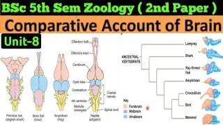 Bsc 3rd Year 5th Semester Zoology/Comparative account of Brain/Compramise account of Brain in Hindi