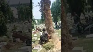 Lumberjack skills Woodworking projects large tree cutting Techniques #shorts #chainsaw #tree