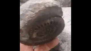 oh god not more #fossil #ammonite #whitby #fossilhunter #fossilfinds #fossilprep