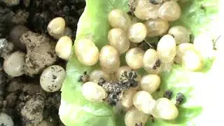 (2)Come Nasce una Lumaca di Terra -Schiusa delle uova di lumacha- ho chiocciola