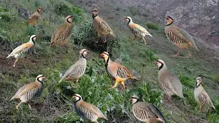 Bird Catching with Simple Trap | Outdoor Bird Hunting 