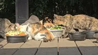 Kitty dinner, Miss Marble is not impressed with fresh pet, but the others seem to like it.